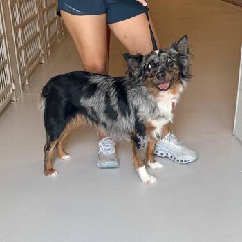 Roxy -  Australian Shepherd Dog for Adoption in Chicago, Illinois - Roxy | PetCurious