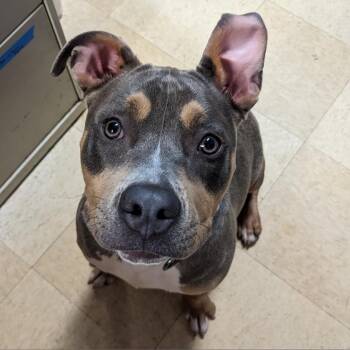 Mother Theresa K 13 -  Pit Bull Terrier Dog for Adoption in Union, Missouri - Mother Theresa K 13 | PetCurious