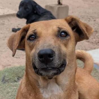 Lisa (20261013-02) -  Mixed Breed Dog for Adoption in Niagara Falls, Ontario - Lisa (20261013-02) | PetCurious