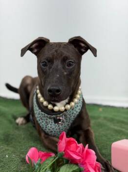 Rumina-One of our Amazing Rescue Dogs -  Whippet and Terrier Dog for Adoption in Carlsbad, California - Rumina-One Of Our Amazing Rescue Dogs | PetCurious