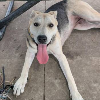 Blackjack -  Shepherd and Mixed Breed Dog for Adoption in Olathe, Kansas - Blackjack | PetCurious