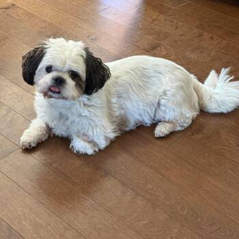 Maggie -  Shih Tzu Dog for Adoption in St. Thomas, Ontario - Maggie | PetCurious