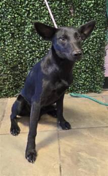 61146826 -  Mixed Breed Dog for Adoption in El Paso, Texas - 61146826 | PetCurious