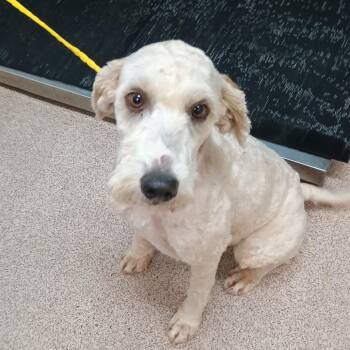 Poodle and Mixed Breed Dogs Available for Adoption in Ardmore, Oklahoma - Refinery Regina | PetCurious