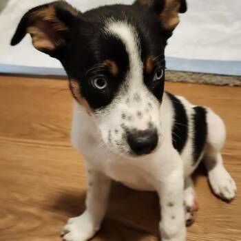 Comic Sans -  Mixed Breed Dog for Adoption in Buffalo, Minnesota - Comic Sans | PetCurious