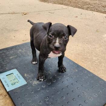 Shaque -  Pit Bull Terrier and Mixed Breed Dog for Adoption in Wadena, Minnesota - Shaque | PetCurious