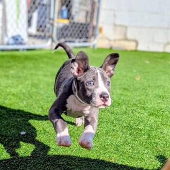 Chippendolly -  Mixed Breed Dog for Adoption in Savannah, Georgia - Chippendolly | PetCurious