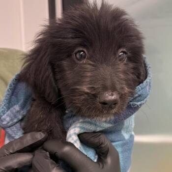 Ciri -  Labrador Retriever and Mixed Breed Dog for Adoption in Abilene, Texas - Ciri | PetCurious