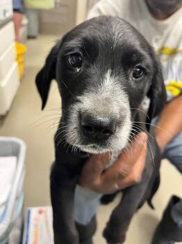 Australian Cattle Dog Blue Heeler and Poodle Dogs Available for Adoption in Hopkinsville, Kentucky - Bacon | PetCurious