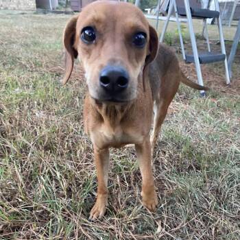 Dolly -  Chihuahua and Miniature Dachshund Dog for Adoption in Wadena, Minnesota - Dolly | PetCurious