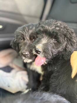 Rescue Standard Poodle and Great Pyrenees Dogs for Adoption in Cincinnati, Ohio - Shirley | PetCurious