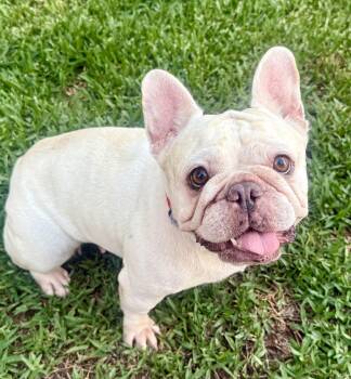 Adorable CreamPuff -  French Bulldog Dog for Adoption in Hermosa Beach, California - Adorable CreamPuff | PetCurious