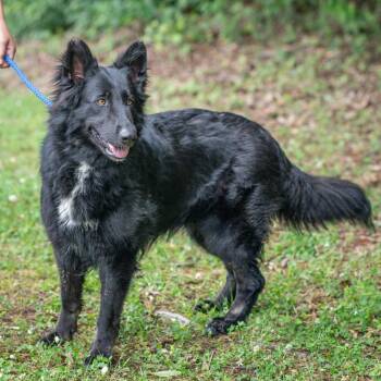 Shepherd Dogs Available for Adoption in Memphis, Tennessee - QUEENIE-30732 | PetCurious