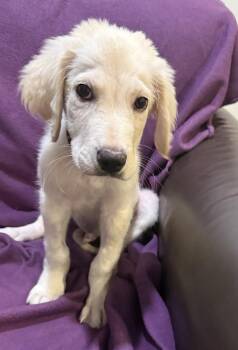 Culver -  Great Pyrenees and Great Dane Dog for Adoption in Mundelein, Illinois - Culver | PetCurious