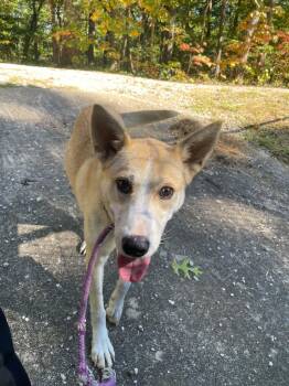 Myra -  Husky Dog for Adoption in Frenchburg, Kentucky - Myra | PetCurious