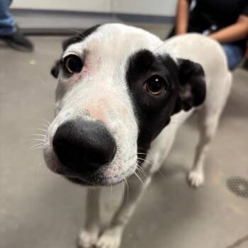 Frida -  Labrador Retriever and Mixed Breed Dog for Adoption in Yuma, Arizona - Frida | PetCurious