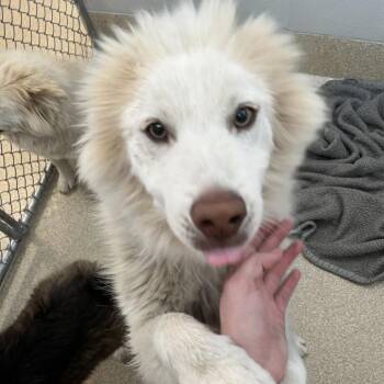 Spongebob -  Husky and Alaskan Malamute Dog for Adoption in Bristol, Indiana - Spongebob | PetCurious