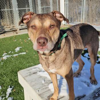 Shepherd and Pit Bull Terrier Dogs Available for Adoption - Colt | PetCurious