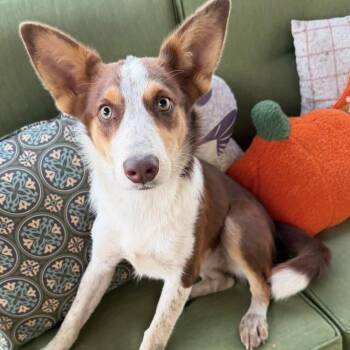 BRILEY -  Australian Shepherd Dog for Adoption in Chicopee, Massachusetts - BRILEY | PetCurious