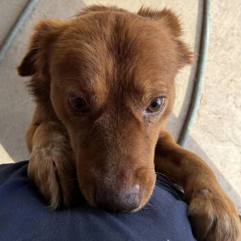 German Shepherd Dog and Golden Retriever Dogs Available for Adoption - Sharky | PetCurious