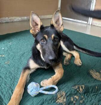 German Shepherd Dog Dogs Available for Adoption in Oakland, California - Tioga | PetCurious