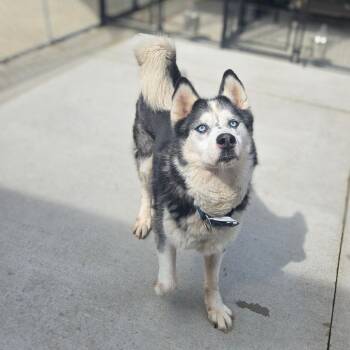 Micky -  Siberian Husky Dog for Adoption in Monticello, Iowa - Micky | PetCurious