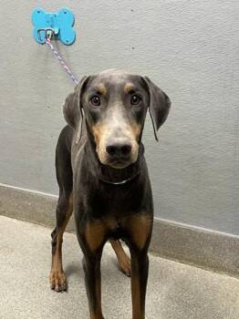 OLIVER -  Doberman Pinscher Dog for Adoption in Las Vegas, Nevada - OLIVER | PetCurious