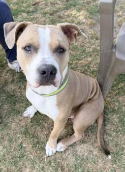 American Staffordshire Terrier Dogs Available for Adoption in Tulare, California - Gator | PetCurious