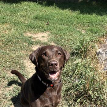 Indie -  Chocolate Labrador Retriever Dog for Adoption in Ortonville, Michigan - Indie | PetCurious