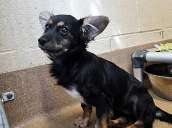 BONBON -  Terrier and Mixed Breed Dog Available for Adoption in Martinez, California - BONBON | PetCurious