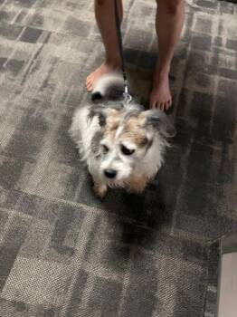 Jack Russell Terrier Dogs Available for Adoption in Toronto, Ontario - Cody | PetCurious