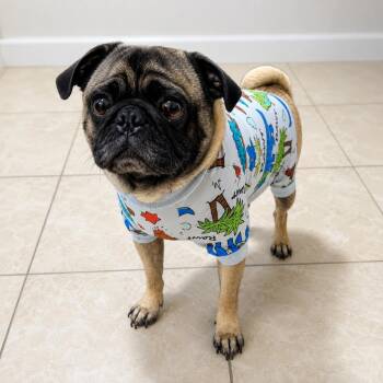 Paco -  Pug Dog for Adoption in Sonoma, California - Paco | PetCurious