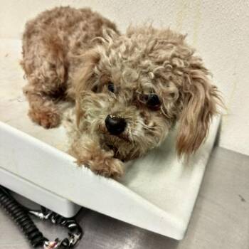 Patty* -  Poodle Dog for Adoption in San Gabriel, California - Patty* | PetCurious