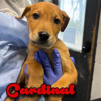 Rescue Beagle and Redbone Coonhound Dogs for Adoption in Hillsboro, Ohio - Cardinal | PetCurious