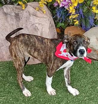 Pit Bull Terrier and Mixed Breed Dogs Available for Adoption in Oklahoma City, Oklahoma - COOKIE | PetCurious