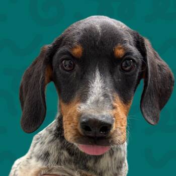 Pigeon -  Bluetick Coonhound Dog for Adoption in Reno, Nevada - Pigeon | PetCurious