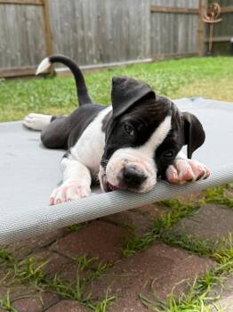 Pit Bull Terrier Dogs Available for Adoption in Yonkers, New York - Besos | PetCurious