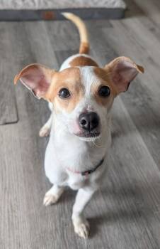 Chihuahua Dogs Available for Adoption in South Charleston, Ohio - Dante | PetCurious