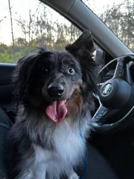 Shetland Sheepdog Sheltie and Australian Shepherd Dogs Available for Adoption in Libertyville, Illinois - Pluto | PetCurious