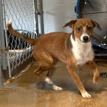 Bilbo Baggin -  Terrier Dog for Adoption in Blue Springs, Missouri - Bilbo Baggin | PetCurious
