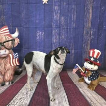 Kiki -  Mixed Breed Dog for Adoption in Fredericksburg, Virginia - Kiki | PetCurious