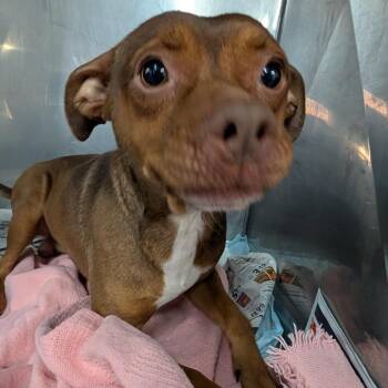 Roger -  Pit Bull Terrier and Shepherd Dog for Adoption in Jefferson City, Tennessee - Roger | PetCurious