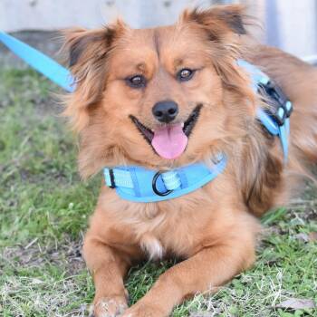 Australian Shepherd and Terrier Dogs Available for Adoption - Doug | PetCurious