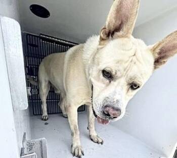 A658182 -  Carolina Dog and Mixed Breed Dog for Adoption in Houston, Texas - A658182 | PetCurious