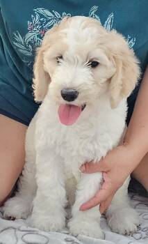 Princess -  Goldendoodle Dog for Sale in Gainesville, Florida - Princess | PetCurious