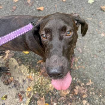 Rebecca -  Plott Hound Dog for Adoption in Fairfax Station, Virginia - Rebecca | PetCurious