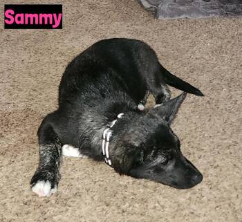 Sammy -  Shepherd Dog for Adoption in Grand Rapids, Michigan - Sammy | PetCurious