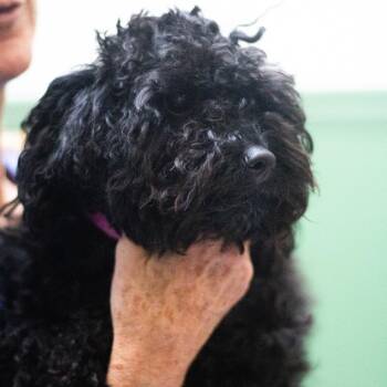 Lyla 22590 -  Miniature Poodle Dog for Adoption in Cumming, Georgia - Lyla 22590 | PetCurious