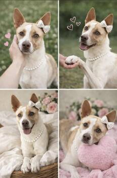 Basenji and Australian Cattle Dog Blue Heeler Dogs Available for Adoption - Priscilla  | PetCurious