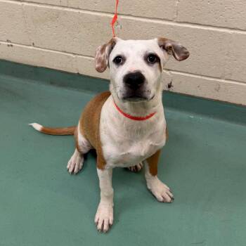 Achilles -  Mixed Breed Dog for Adoption in Memphis, Tennessee - Achilles | PetCurious